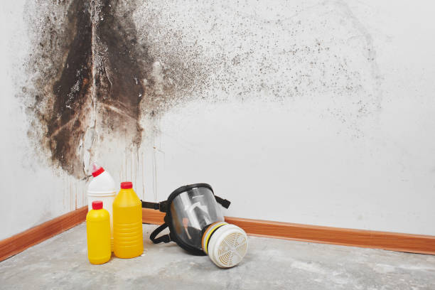 Best Fast Mold Removal  in Glen Dale, WV