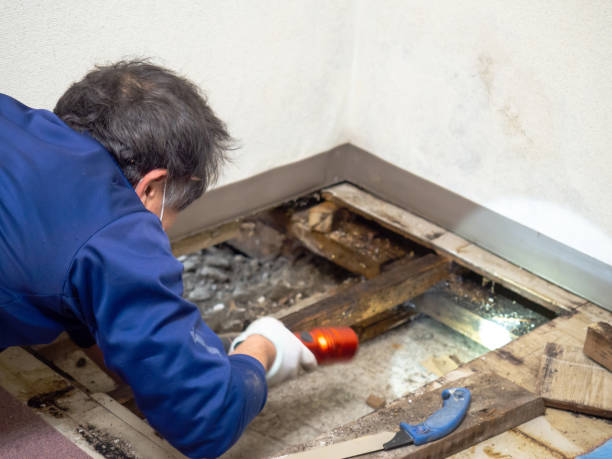 Best Mold Cleaning Services  in Glen Dale, WV