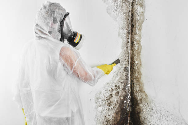 Best Commercial Mold Removal  in Glen Dale, WV