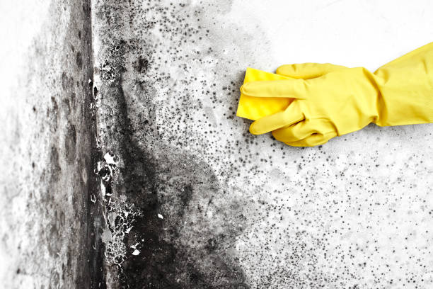 Best Mold Removal and Inspection  in Glen Dale, WV
