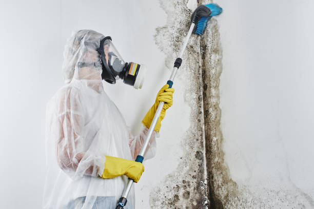 Best Same-Day Mold Removal  in Glen Dale, WV