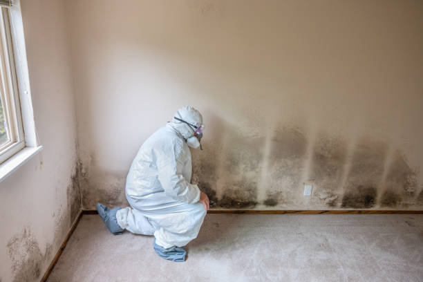 Best Mold Removal Company Near Me  in Glen Dale, WV