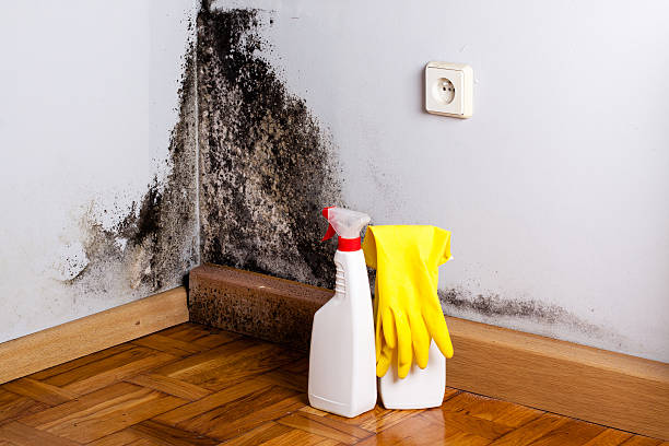 Best Affordable Mold Removal  in Glen Dale, WV
