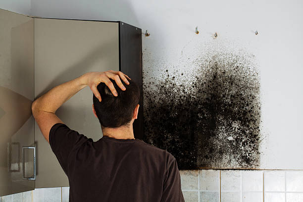 Best Mold Remediation Experts  in Glen Dale, WV