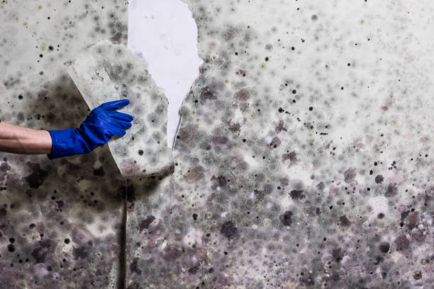 Best Toxic Mold Removal  in Glen Dale, WV