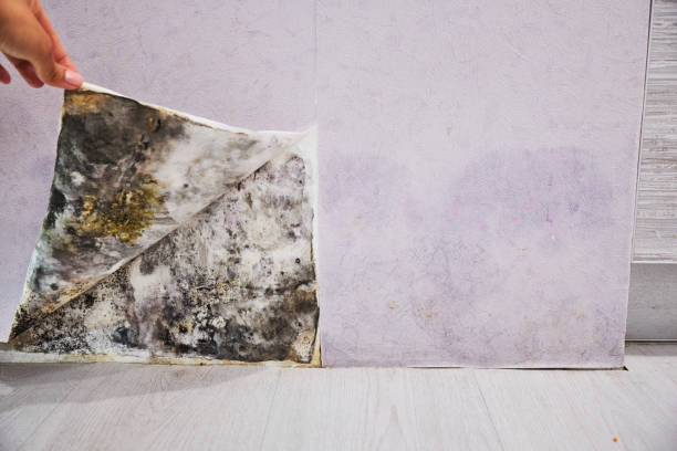 Best Professional Mold Removal  in Glen Dale, WV